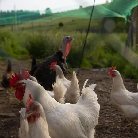 Ferienhof-gerda-ferienwohnung-storchennest Apartament *